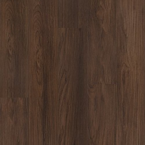 DISTINCTION PLUS in Burnt Umber