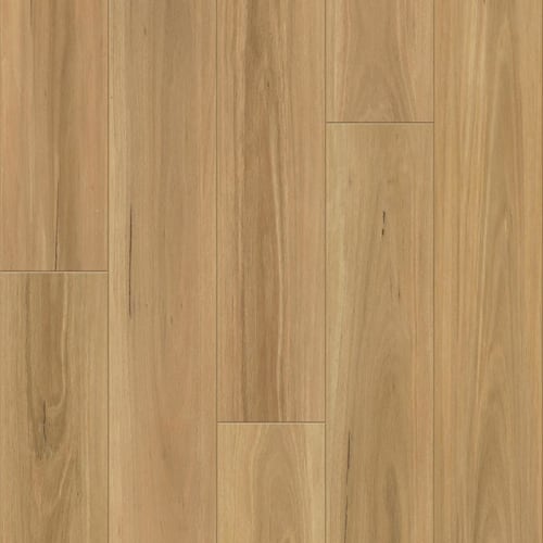 DISTINCTION PLUS in Eucalyptus
