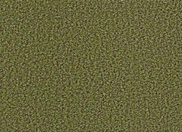 Mossy Bark
