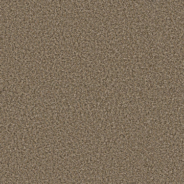 Safari