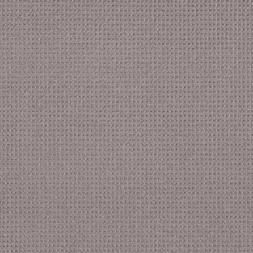 Grey Fox