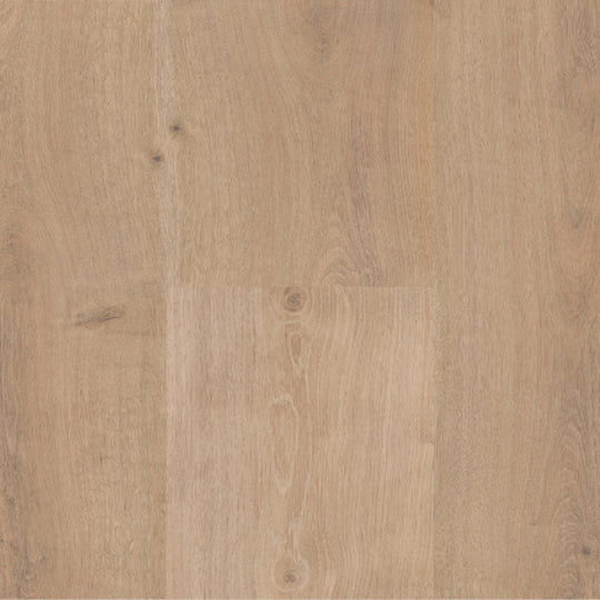 Sequoia in Florence Peak