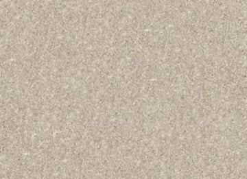 Sand Dollar