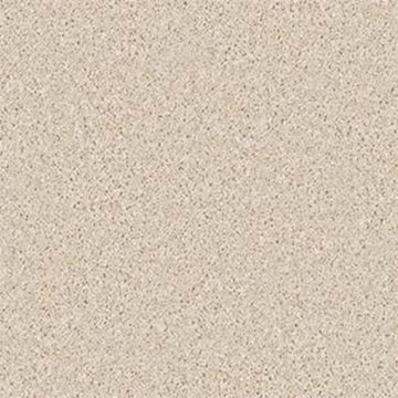 Sand Dollar