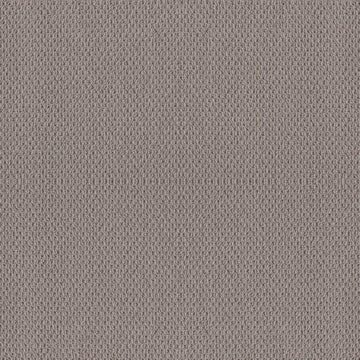 Grey Fox