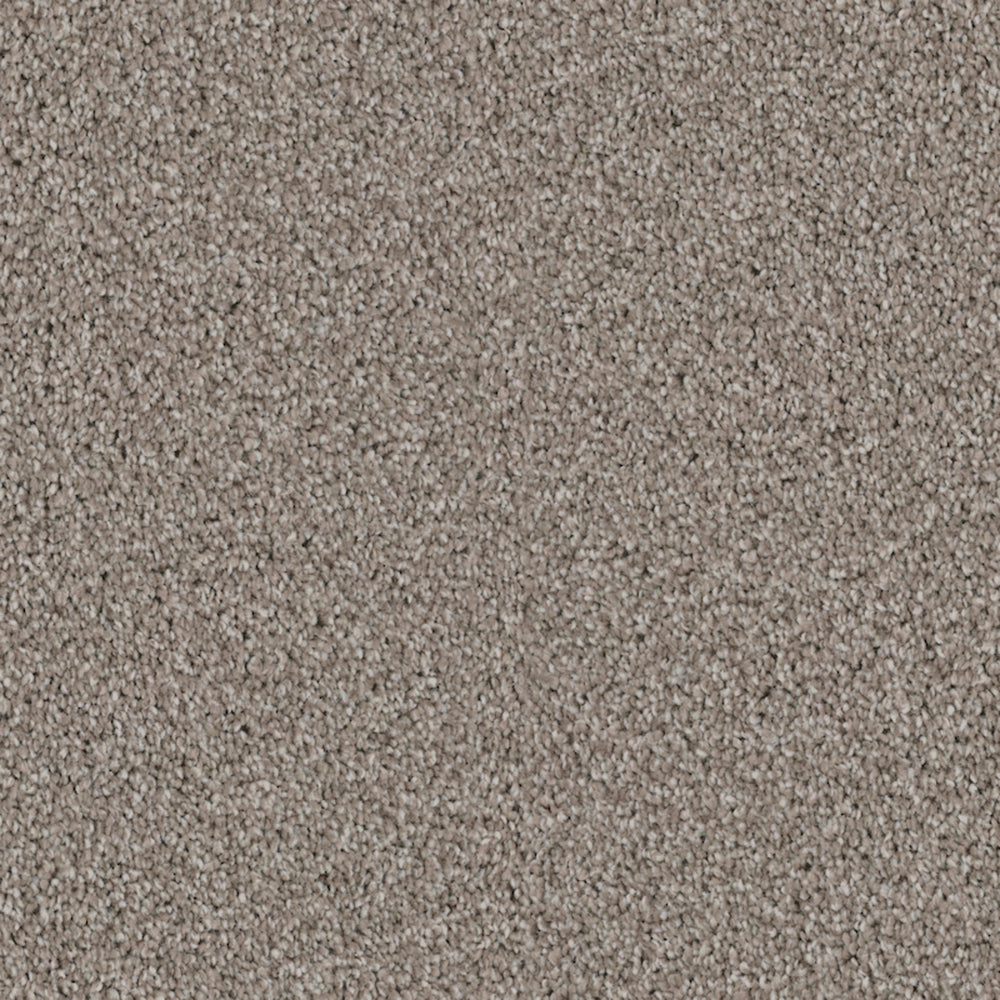 Admiration in Landmark Carpet