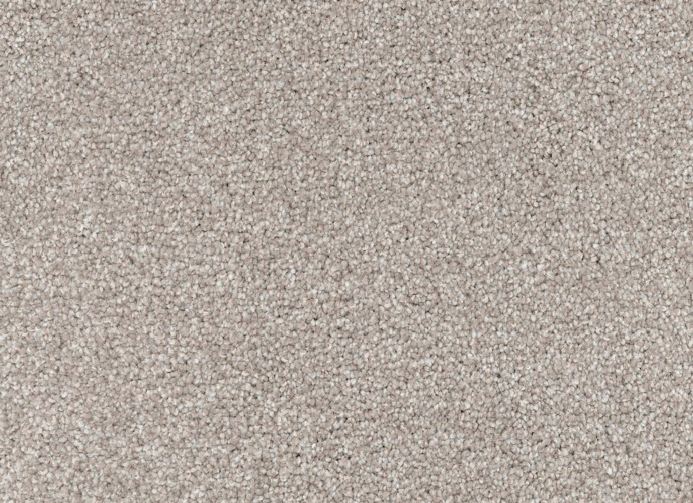 Great Dane in Yorkie Carpet