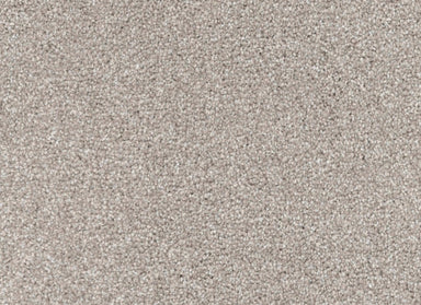 Great Dane in Yorkie Carpet
