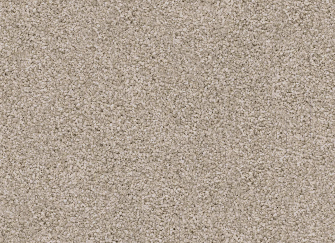 Labrador in Pomeranian Carpet