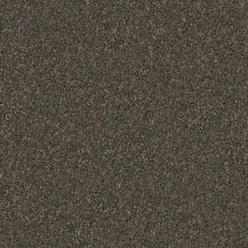 Schnauzer
