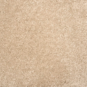 Sand Dollar