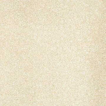 Sand Dollar