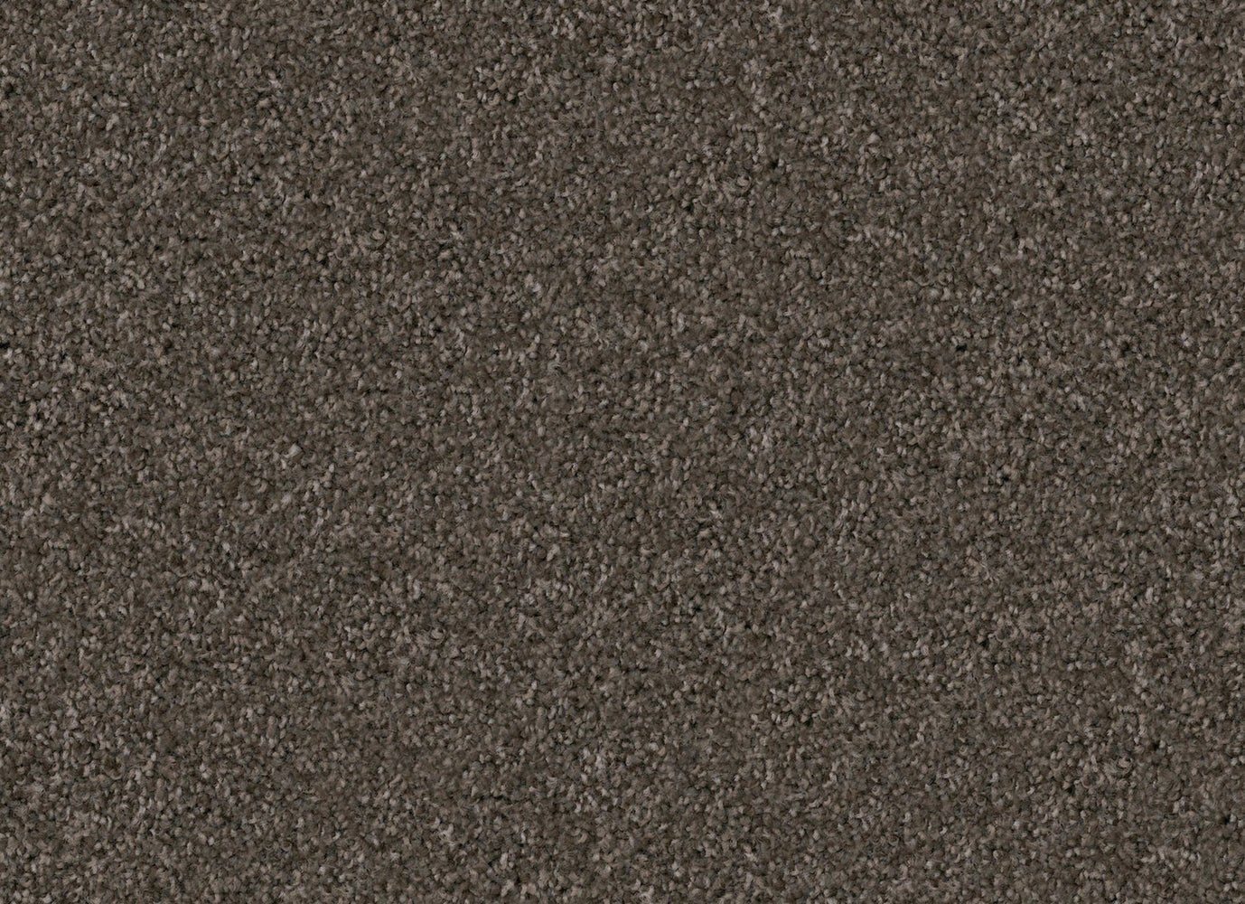 Pyrenees in Schnauzer Carpet