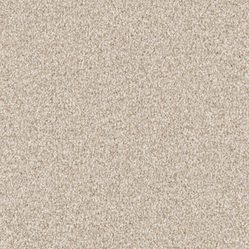 Sand Dollar