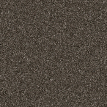 Schnauzer
