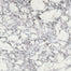 Viola Roccia in Honed 18x36 Natural Stone