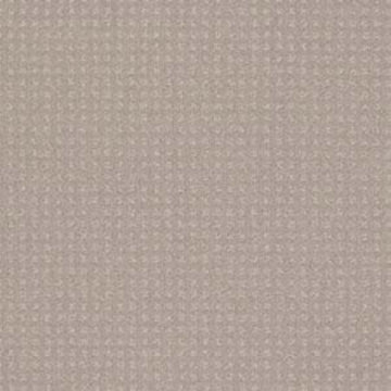 Grey Dove