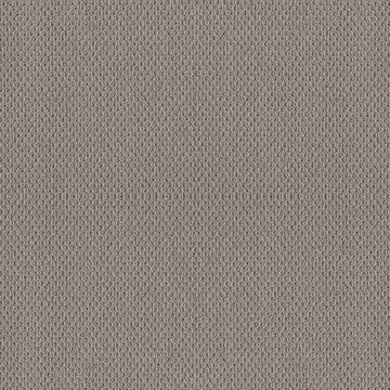 Grey Fox