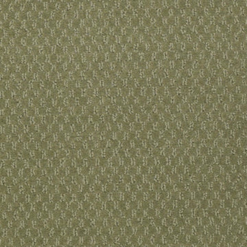 Desert Cactus