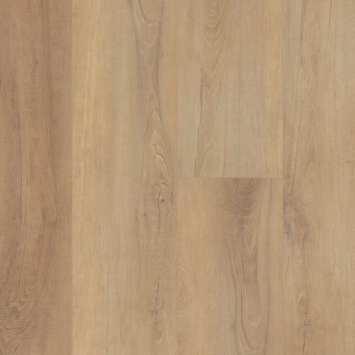 Canterbury Elm